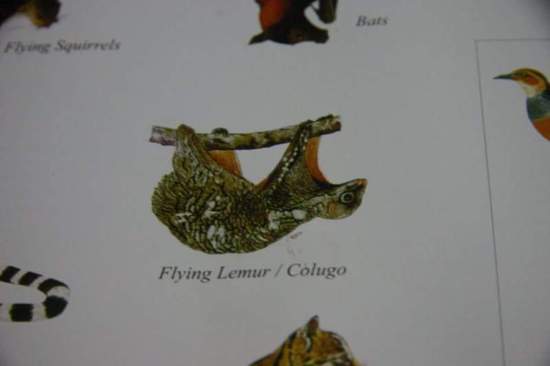 ai138.photobucket.com_albums_q278_CarlosLuz_Borneo_IMG_7712.jpg