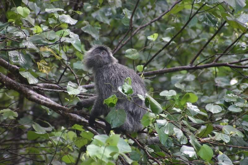 ai138.photobucket.com_albums_q278_CarlosLuz_Borneo_IMG_7718.jpg
