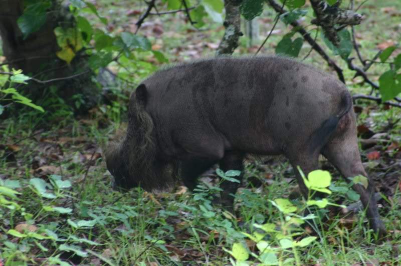 ai138.photobucket.com_albums_q278_CarlosLuz_Borneo_IMG_7728.jpg