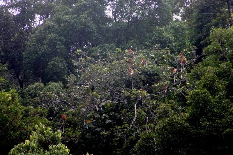 ai138.photobucket.com_albums_q278_CarlosLuz_Borneo_IMG_7757.jpg