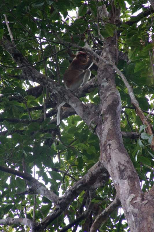 ai138.photobucket.com_albums_q278_CarlosLuz_Borneo_IMG_7763.jpg