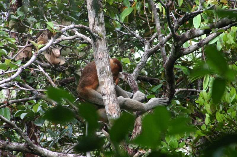 ai138.photobucket.com_albums_q278_CarlosLuz_Borneo_IMG_7766.jpg