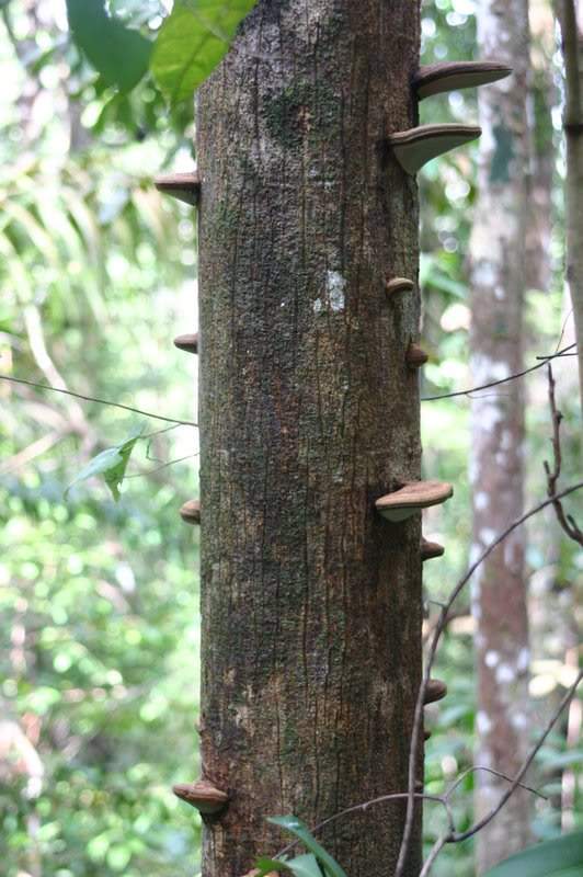 ai138.photobucket.com_albums_q278_CarlosLuz_Borneo_IMG_7767.jpg