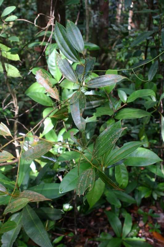 ai138.photobucket.com_albums_q278_CarlosLuz_Borneo_IMG_7768.jpg