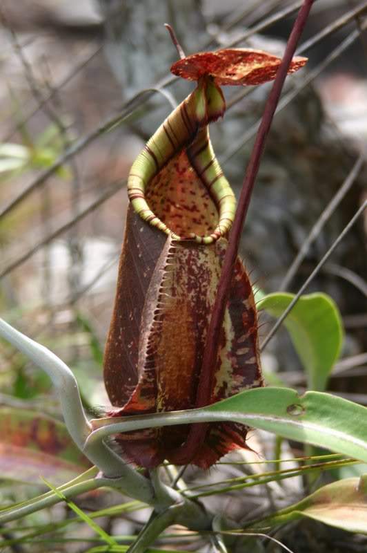 ai138.photobucket.com_albums_q278_CarlosLuz_Borneo_IMG_7770.jpg
