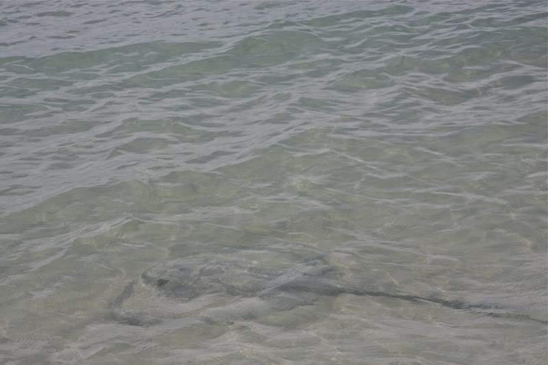 ai138.photobucket.com_albums_q278_CarlosLuz_Jamaica_01PraiaRaia.jpg