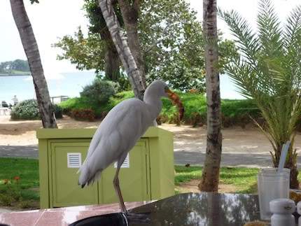 ai138.photobucket.com_albums_q278_CarlosLuz_Jamaica_07ComidaPassaro.jpg
