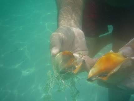 ai138.photobucket.com_albums_q278_CarlosLuz_Jamaica_08_Snorkelling01.jpg