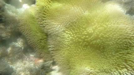ai138.photobucket.com_albums_q278_CarlosLuz_Jamaica_08_Snorkelling02.jpg