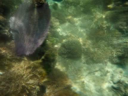 ai138.photobucket.com_albums_q278_CarlosLuz_Jamaica_08_Snorkelling03.jpg