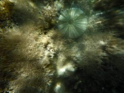 ai138.photobucket.com_albums_q278_CarlosLuz_Jamaica_08_Snorkelling04.jpg