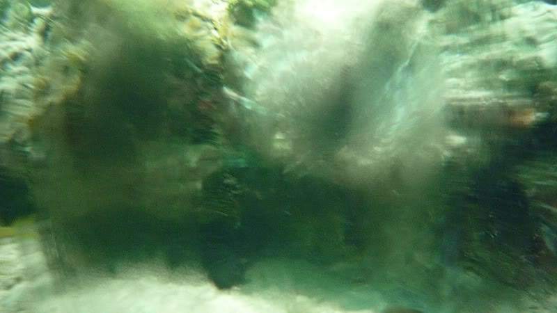 ai138.photobucket.com_albums_q278_CarlosLuz_Jamaica_08_Snorkelling05PeixeLeao.jpg