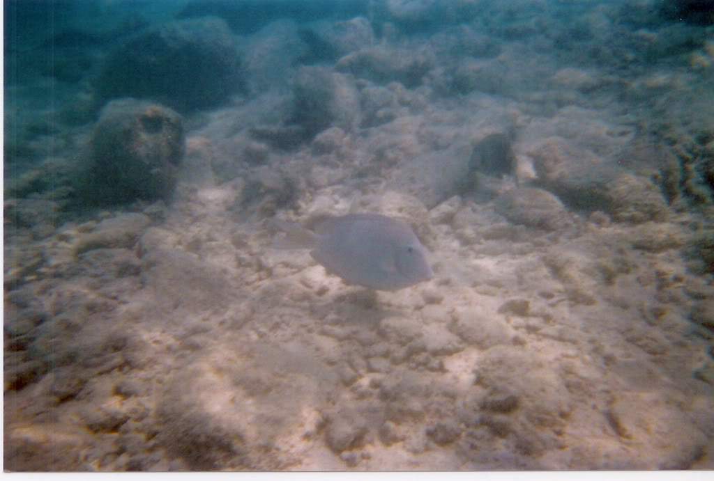 ai164.photobucket.com_albums_u31_RuiMAP_Dig1.jpg