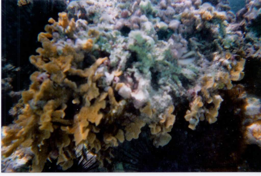 ai164.photobucket.com_albums_u31_RuiMAP_Dig11.jpg