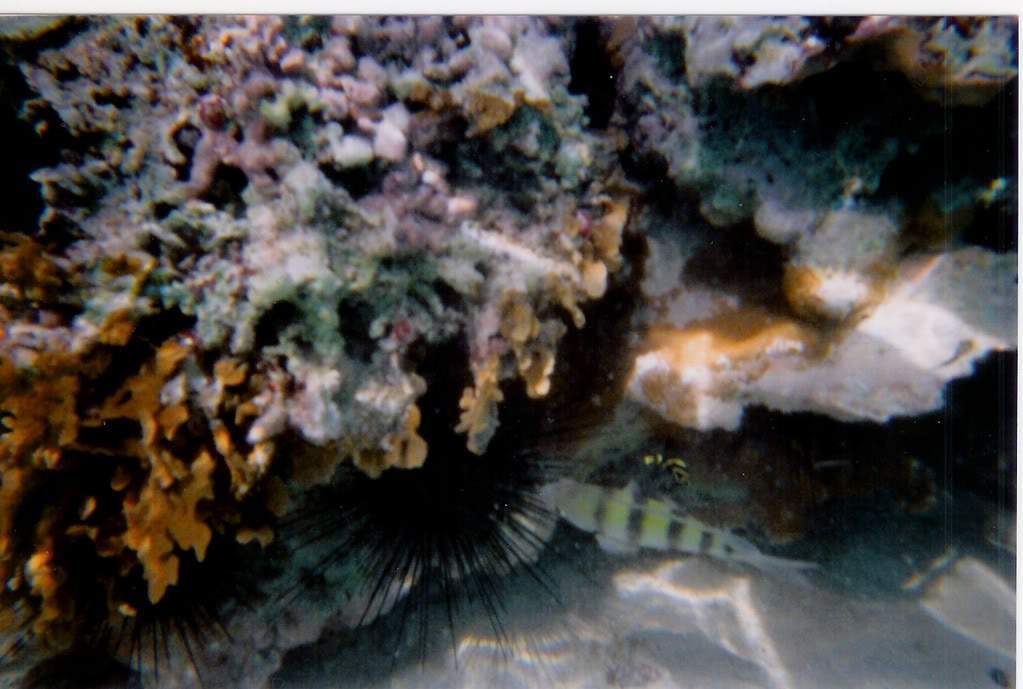ai164.photobucket.com_albums_u31_RuiMAP_Dig12.jpg