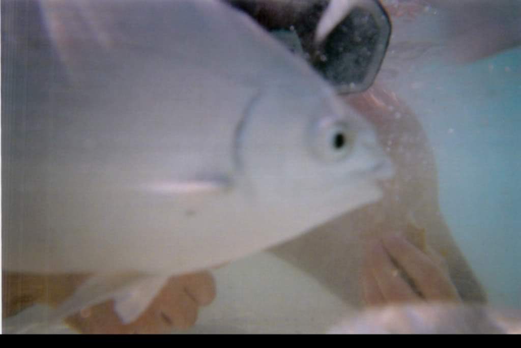 ai164.photobucket.com_albums_u31_RuiMAP_Digitalizar0001.jpg