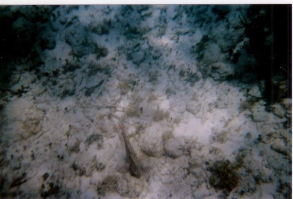 ai164.photobucket.com_albums_u31_RuiMAP_Digitalizar0004.jpg