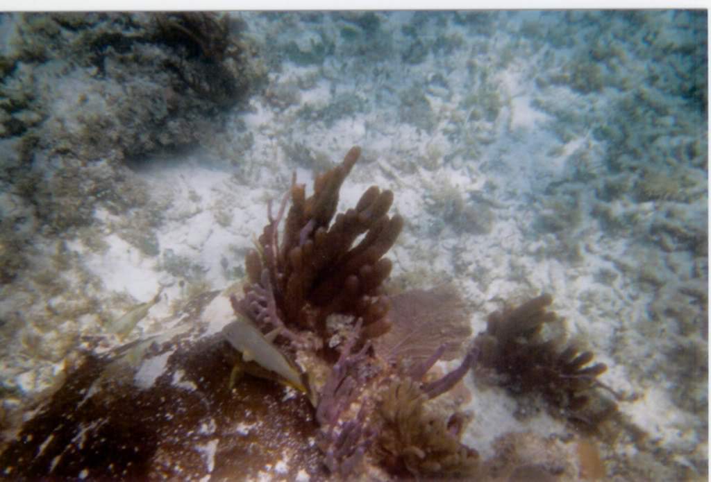 ai164.photobucket.com_albums_u31_RuiMAP_Digitalizar0005_1.jpg