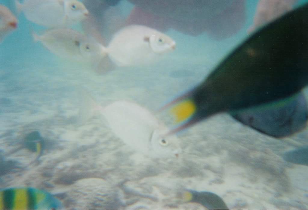 ai164.photobucket.com_albums_u31_RuiMAP_Digitalizar0110.jpg