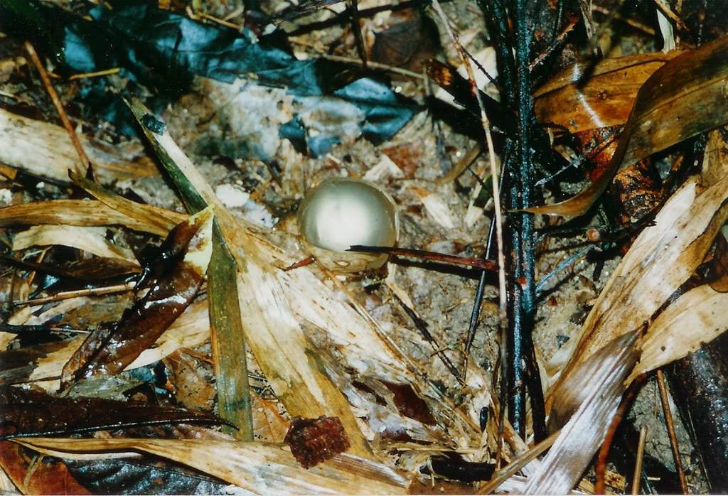 ai164.photobucket.com_albums_u31_RuiMAP_Digitalizar0129.jpg