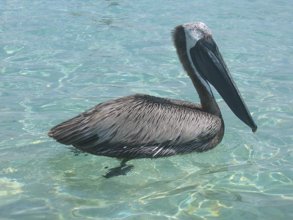 ai164.photobucket.com_albums_u31_RuiMAP_Mxico11a19_05_08119.jpg