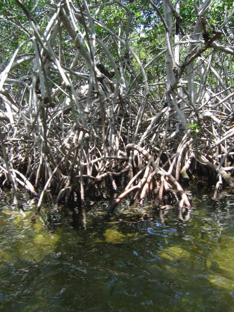 ai164.photobucket.com_albums_u31_RuiMAP_Mxico200890.jpg
