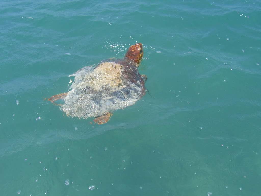 ai164.photobucket.com_albums_u31_RuiMAP_Mxico200896.jpg