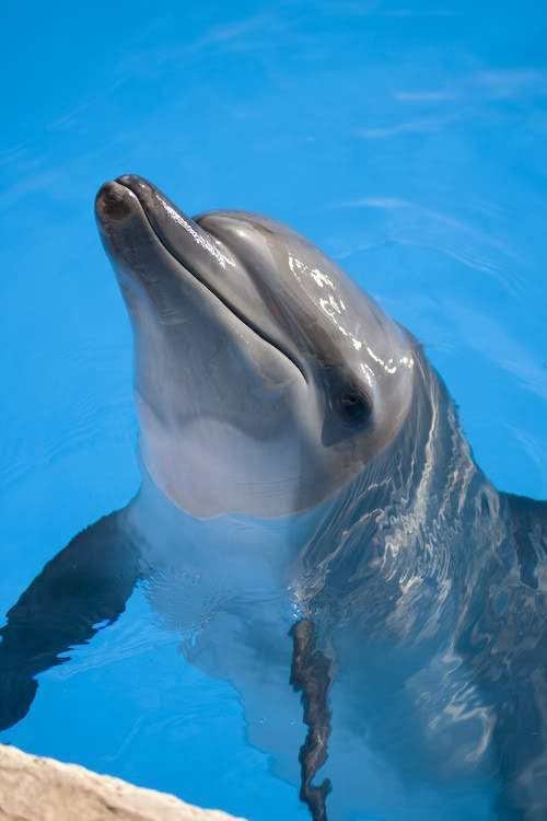 ai164.photobucket.com_albums_u31_RuiMAP_Riviera_20Maya_202011_DolphinarisCancun13.jpg