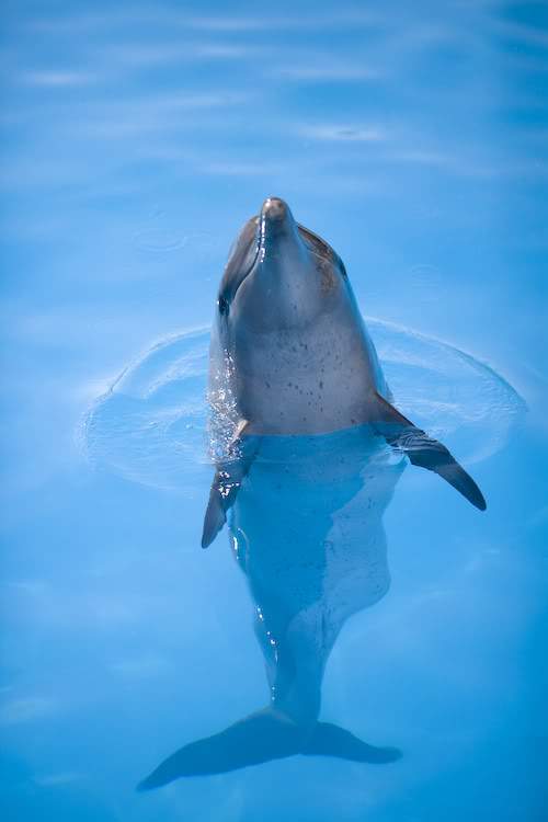 ai164.photobucket.com_albums_u31_RuiMAP_Riviera_20Maya_202011_DolphinarisCancun2.jpg