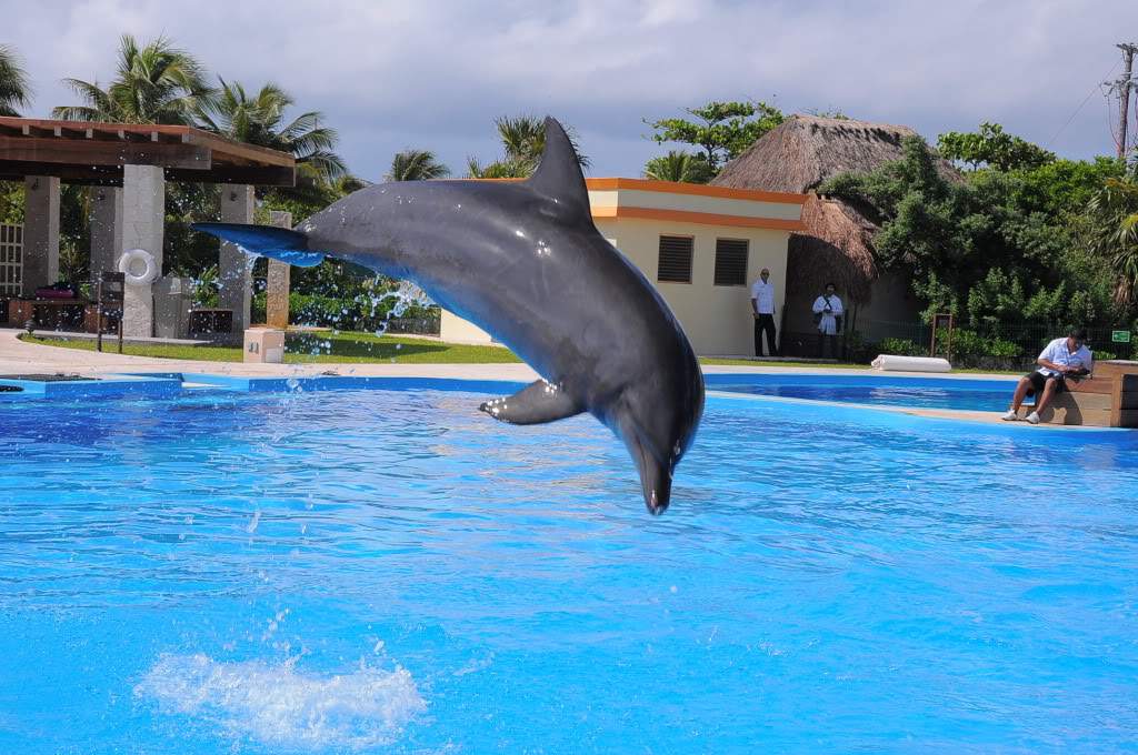 ai164.photobucket.com_albums_u31_RuiMAP_Riviera_20Maya_202011_DSC_0209.jpg