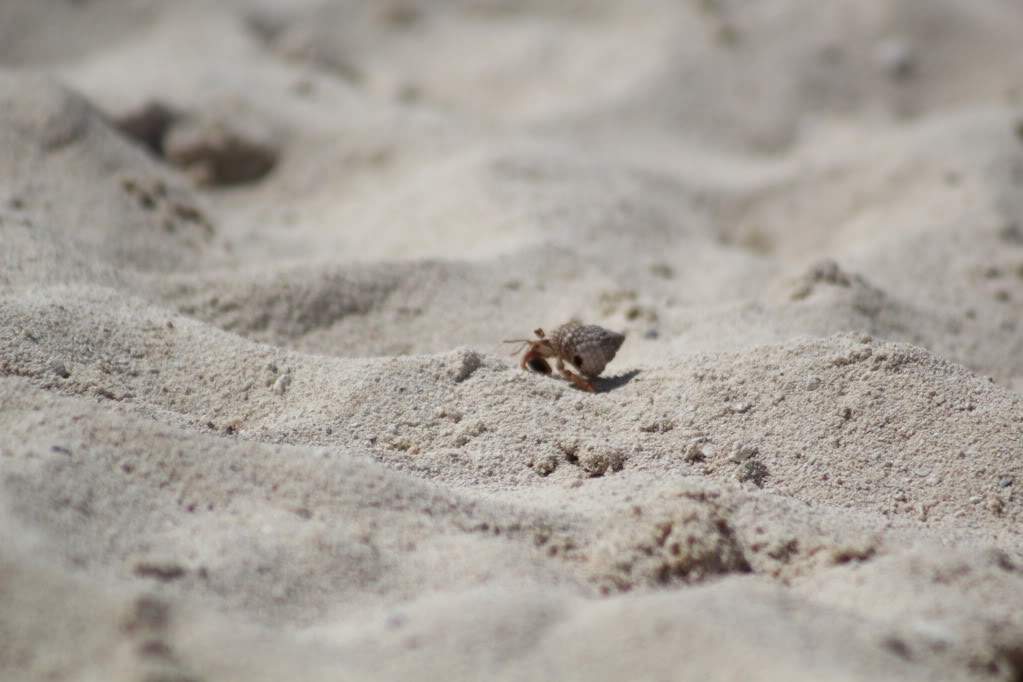 ai164.photobucket.com_albums_u31_RuiMAP_Riviera_20Maya_202011_IMG_5995.jpg
