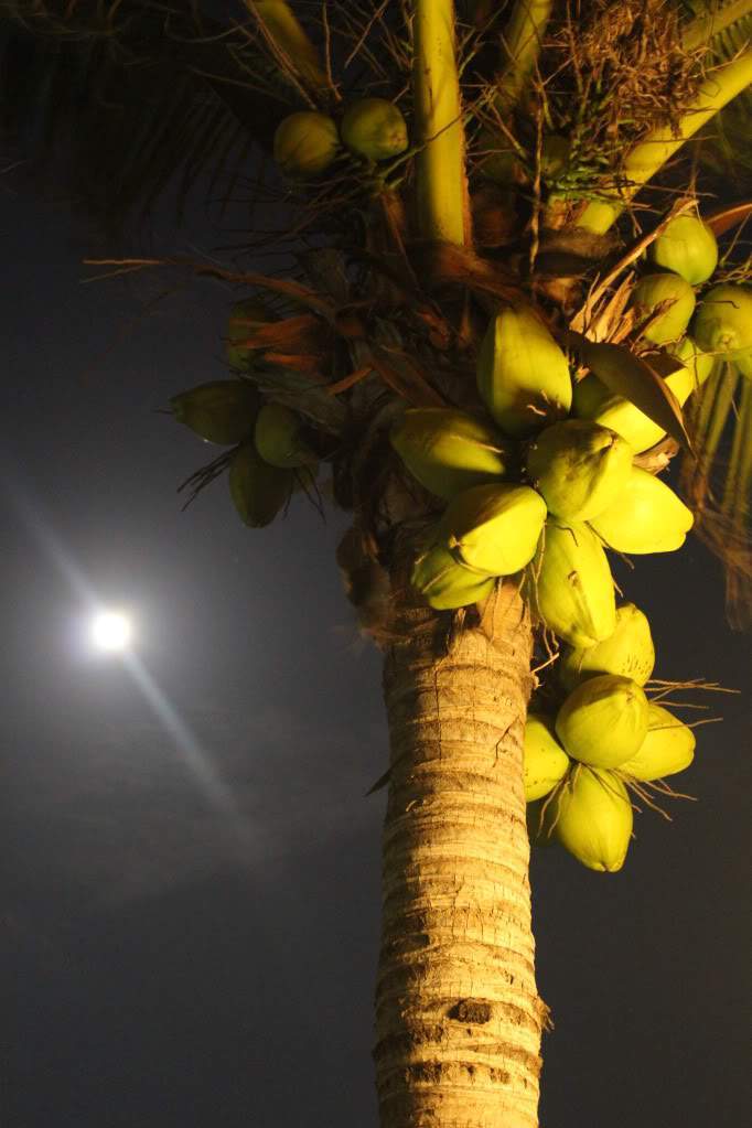 ai164.photobucket.com_albums_u31_RuiMAP_Riviera_20Maya_202011_IMG_6048.jpg