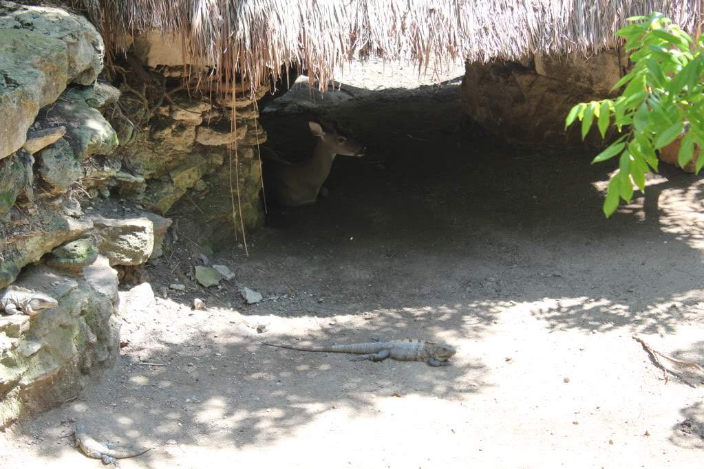 ai164.photobucket.com_albums_u31_RuiMAP_Riviera_20Maya_202011_IMG_6438.jpg