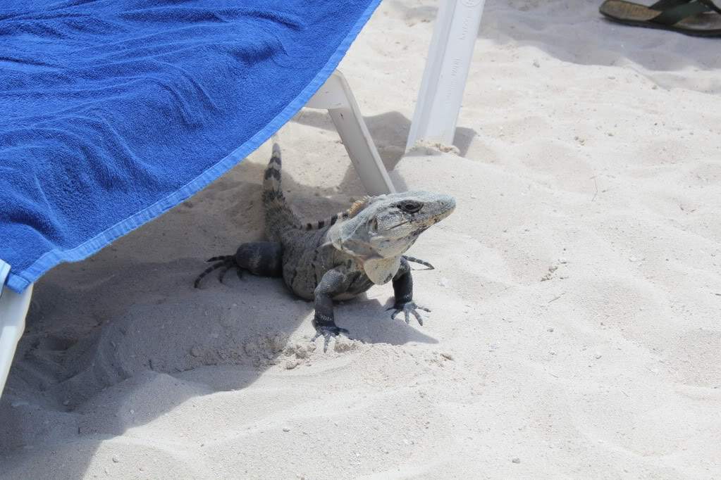 ai164.photobucket.com_albums_u31_RuiMAP_Riviera_20Maya_202011_IMG_6818.jpg