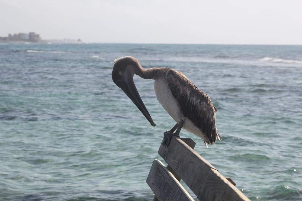 ai164.photobucket.com_albums_u31_RuiMAP_Riviera_20Maya_202011_IMG_6848.jpg