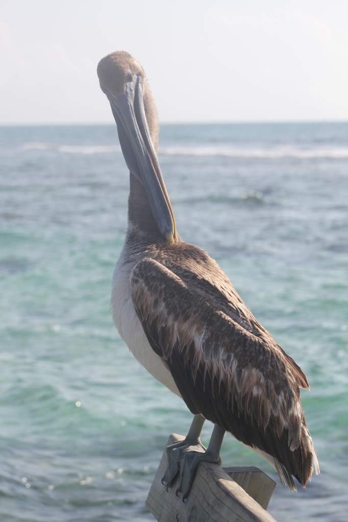 ai164.photobucket.com_albums_u31_RuiMAP_Riviera_20Maya_202011_IMG_6850.jpg