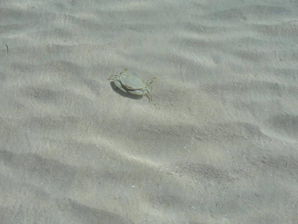 ai164.photobucket.com_albums_u31_RuiMAP_Saman_Rep80.jpg