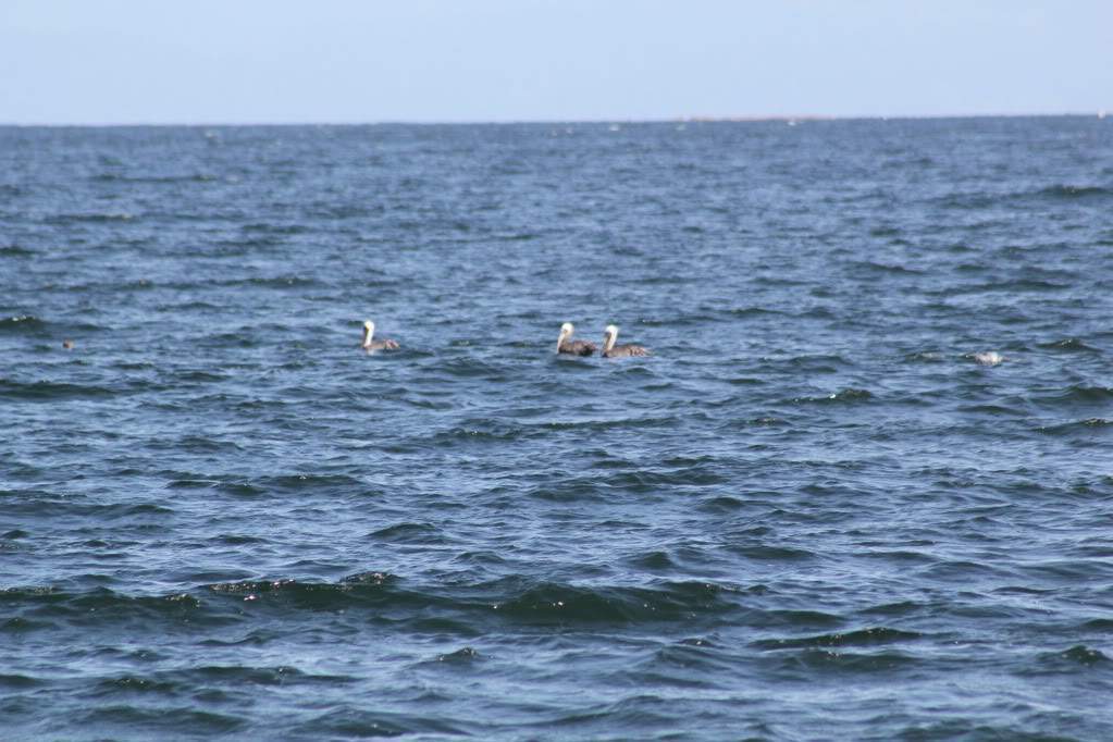ai164.photobucket.com_albums_u31_RuiMAP_SAMAN_RepDom_Rui564.jpg