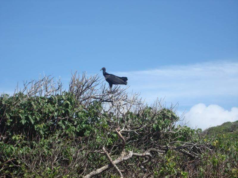 ai201.photobucket.com_albums_aa294_carlos_lopes_Brasil_DSC02993.jpg