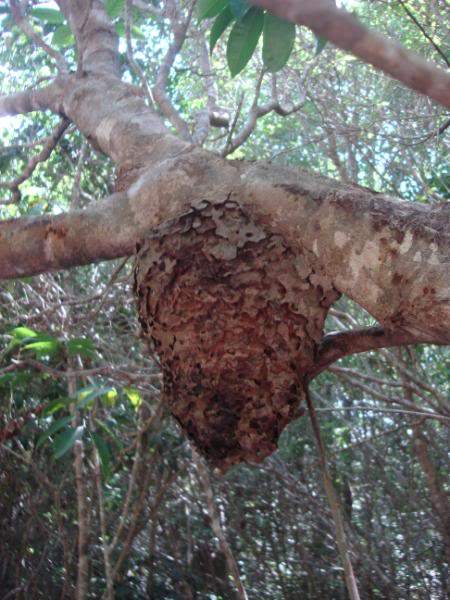 ai201.photobucket.com_albums_aa294_carlos_lopes_Brasil_DSC03030.jpg