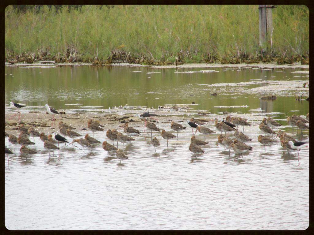 ai225.photobucket.com_albums_dd306_aserodio_El_20Rompido_FAUNA02b0b7889045220e898a9b11bff1ea40.jpg