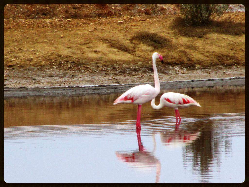 ai225.photobucket.com_albums_dd306_aserodio_El_20Rompido_FAUNA667fd4c438cf9f02898b858a843441f6.jpg