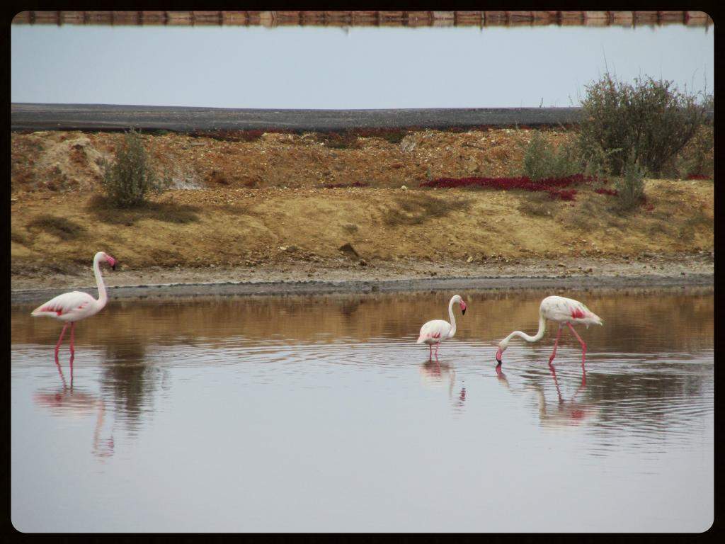 ai225.photobucket.com_albums_dd306_aserodio_El_20Rompido_FAUNA8a765b1764259c834a321cb82b8d1a73.jpg