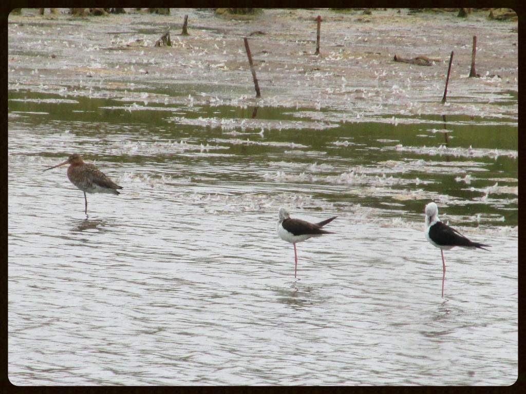 ai225.photobucket.com_albums_dd306_aserodio_El_20Rompido_FAUNA926c3699b3079c562c653f7542b3a651.jpg
