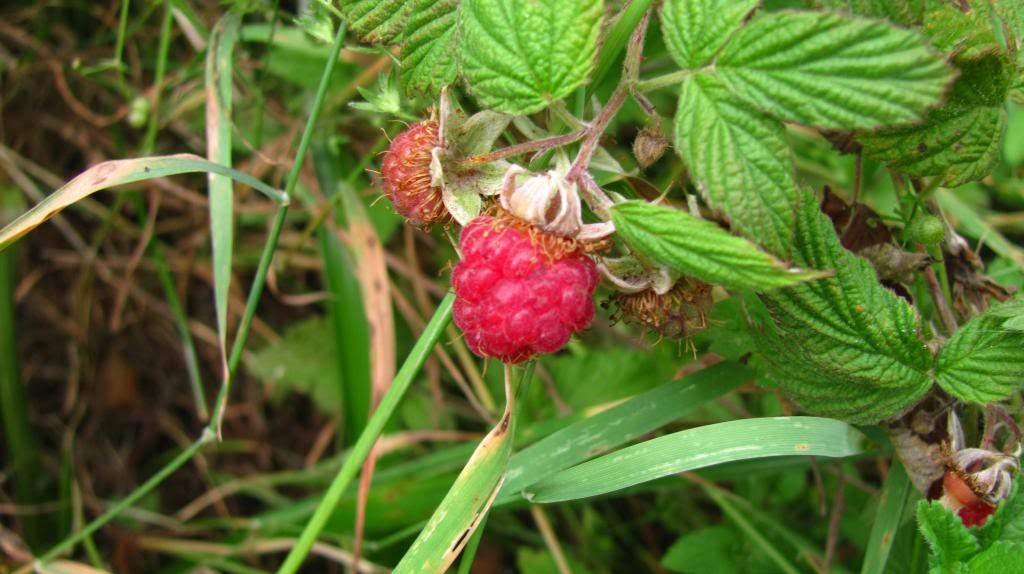 ai225.photobucket.com_albums_dd306_aserodio_Scotland_Fall_20of_20Foyers_IMG_3399_zps4906237f.jpg
