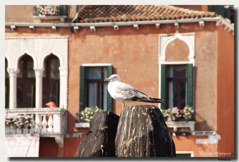 ai225.photobucket.com_albums_dd86_JJPPMM_7637_Veneza.jpg