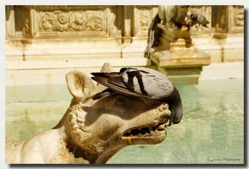 ai225.photobucket.com_albums_dd86_JJPPMM_8469_Siena.jpg
