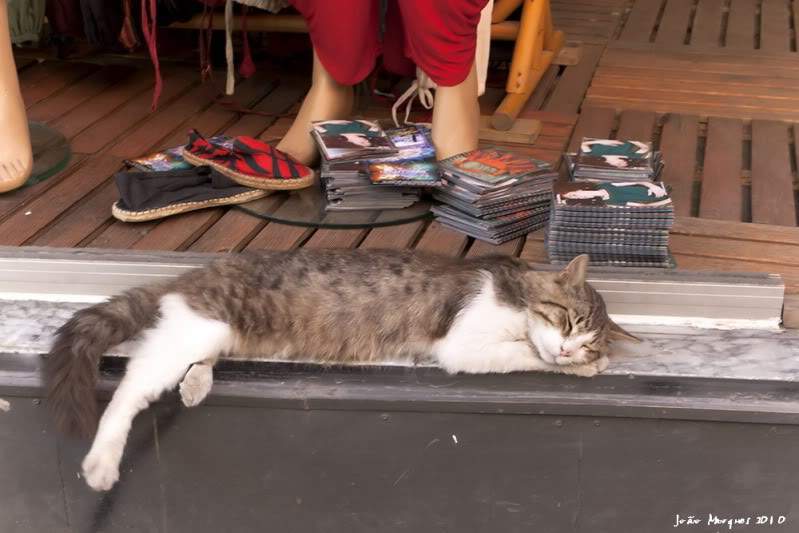 ai225.photobucket.com_albums_dd86_JJPPMM_Istambul_Gato6.jpg