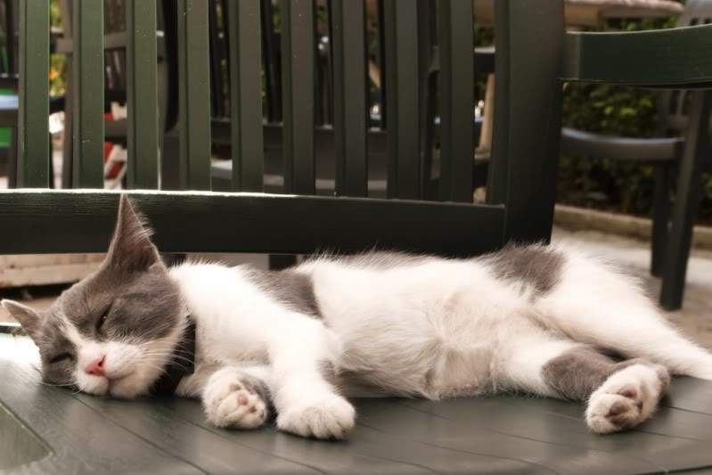 ai225.photobucket.com_albums_dd86_JJPPMM_Istambul_gato7.jpg