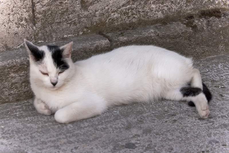 ai225.photobucket.com_albums_dd86_JJPPMM_Istambul_Gatos5.jpg